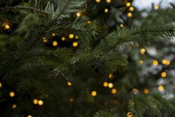 sapin de noel en lumière