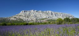 le mont sainte Victoire et les lavandes en fleures, dans le sud de la France