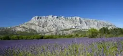 le mont sainte Victoire et les lavandes en fleures, dans le sud de la France