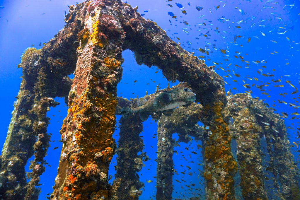 des récifs artificiels pour recréer la faune aquatique