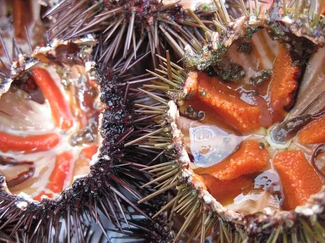 Durante il vostro soggiorno all'hotel Belle Vue, potrete gustare delle prelibatezze a base di ricci di mare.