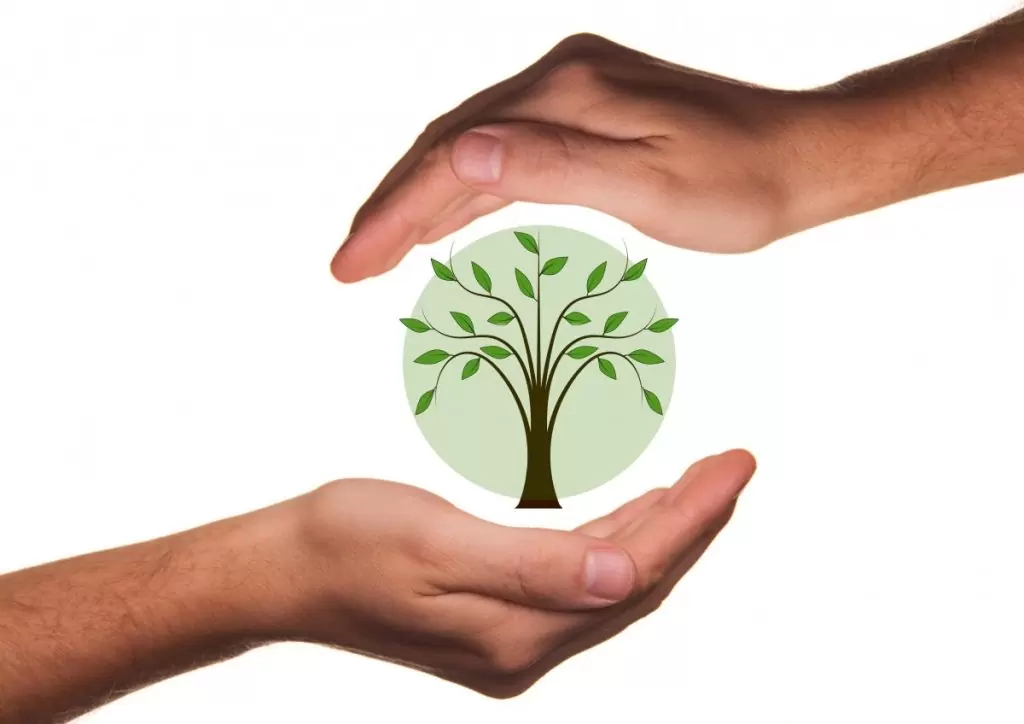 protect_hands_ecology_protection_tree_plant_bio_live-1334142-jpgd